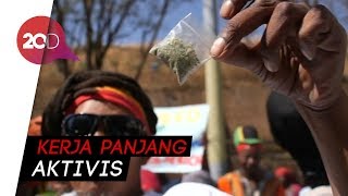 Wow, Afrika Legalkan Ganja