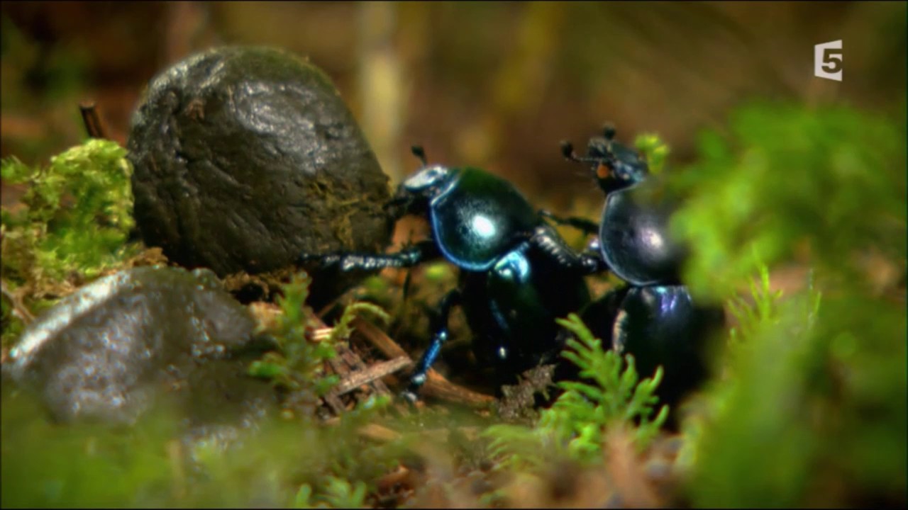 Scarabée bousier : vol et nourriture