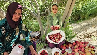 Leila’s Fig Harvest 🌿❤️ | A Journey Home, Sharing Fresh Figs with Grandparents & Shaban’s Family