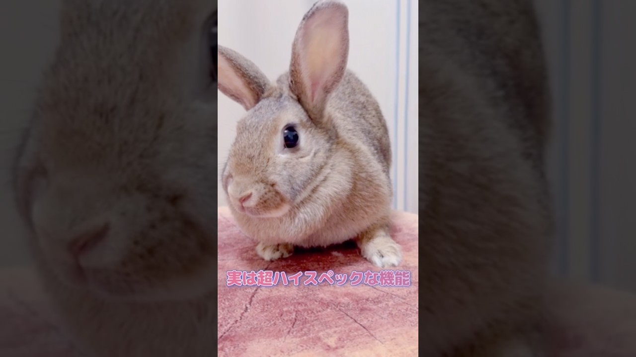 うさぎのマフの秘密が凄い‼️ #うさぎ #動物