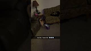 cheddar says: WATCH THIS 😂