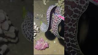 🔴【LIVE】Diving to catch big fish on the seabed 🦞2026-07-12🦀P03