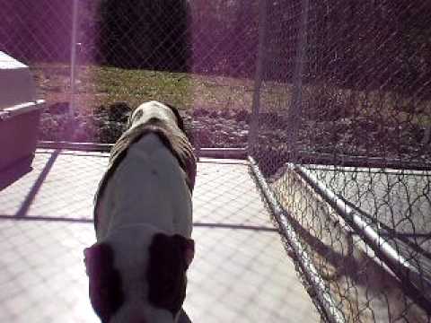 Pender County Animal Shelter- Amercan Stafford Terrier /mix