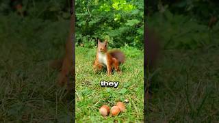 squirrels plant millions of trees #shorts