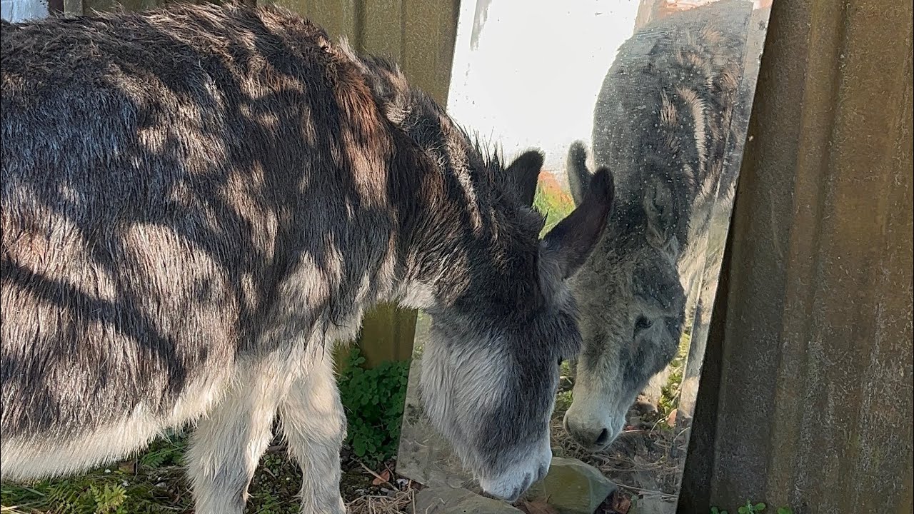 PONYVLOG 4 🫏 Une journée dans mon association !