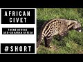 African civet #wildtour #shorts