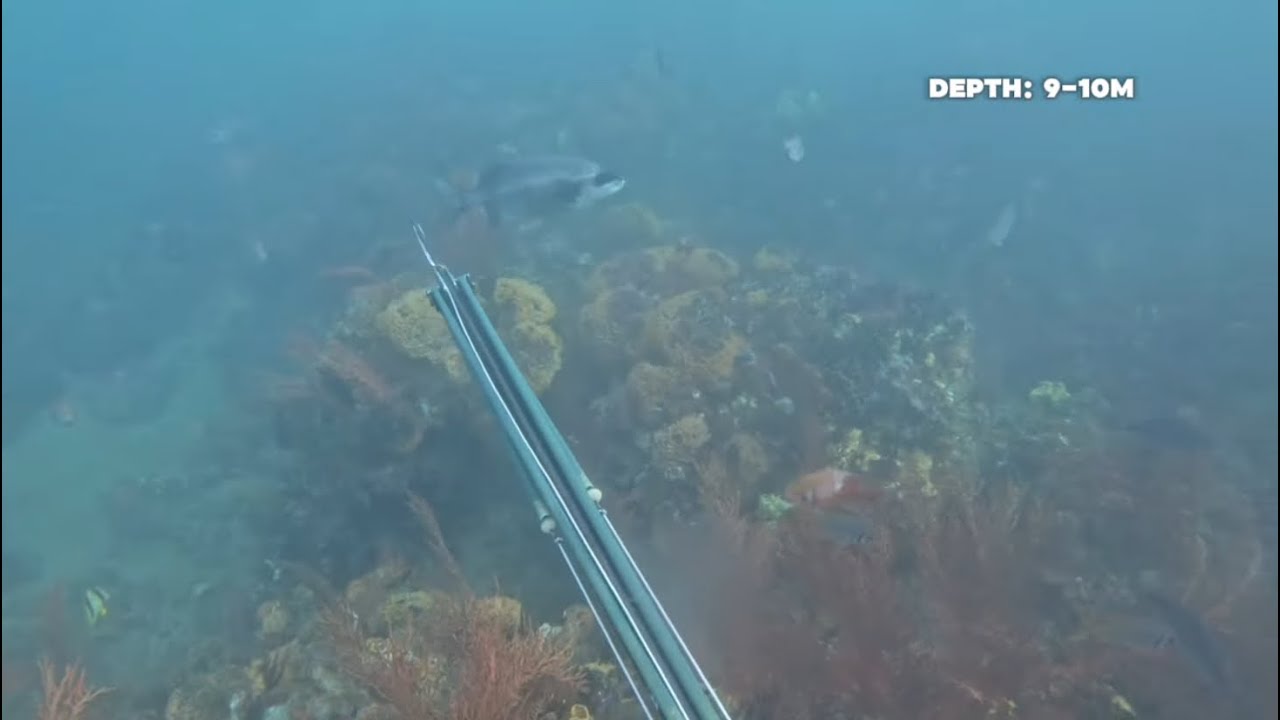 Spearfishing beautiful reef in port Elizabeth 