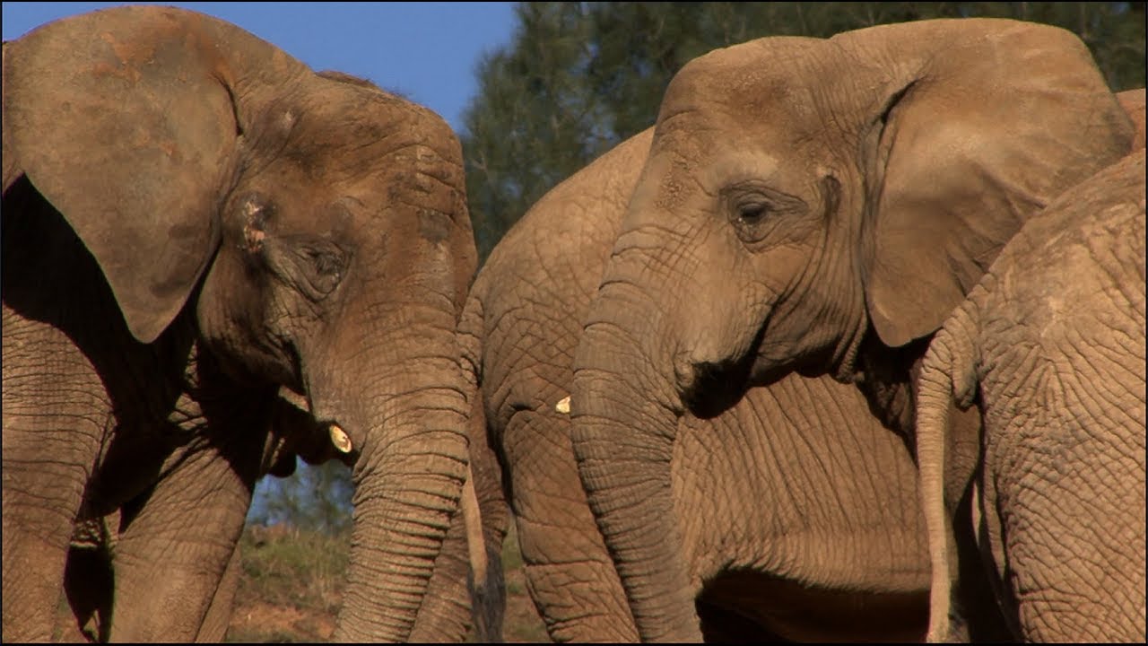 Maggie the Elephant Joins Her Group YouTube