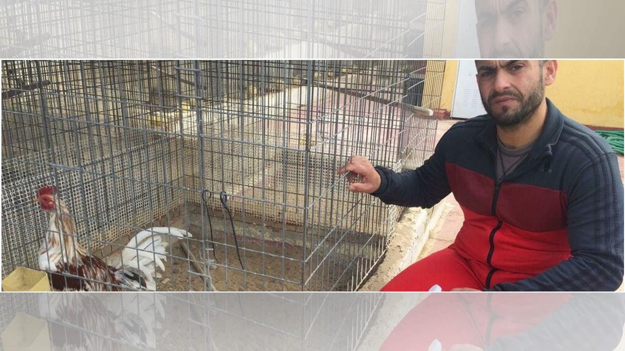 El Gordo, el gallo de pelea del corral de Murcia: 200 geos le buscaban y hallaron un ave muerta
