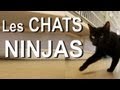 Les chats ninja  parole de chat