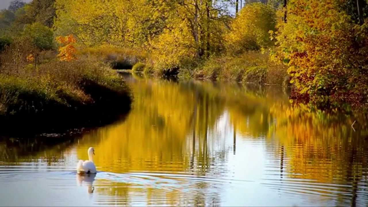 Футаж осенний блюз видео