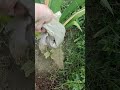 Planting iris with Neem leaves powder