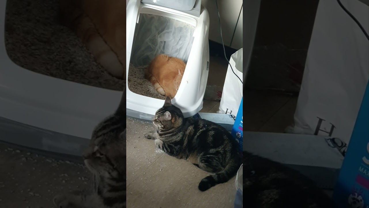 Собака на сене 