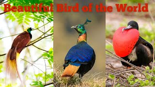 'Wonders of the Avian World: Exploring Bird Diversity and Conservation'| #facts