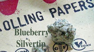 Blueberry Silvertip Weed Review!!