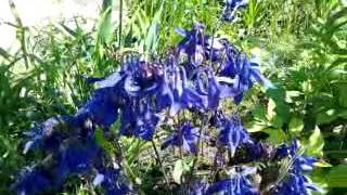 Видео Синие колокольчики. (автор: Цветы)