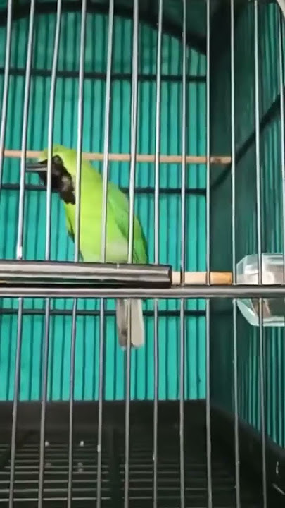 cucak ijo ngetrok isian gereja tarung sambung tengkek udang #cucakijo #cucakijobongkarisian #kicau