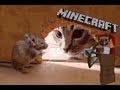 Крысы В Законе :DD  Крысиная жизнь в minecraft №2