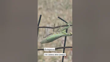 Кто знает, как отличить самку богомола от самца? 😂