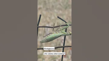 Кто знает, как отличить самку богомола от самца? 😂