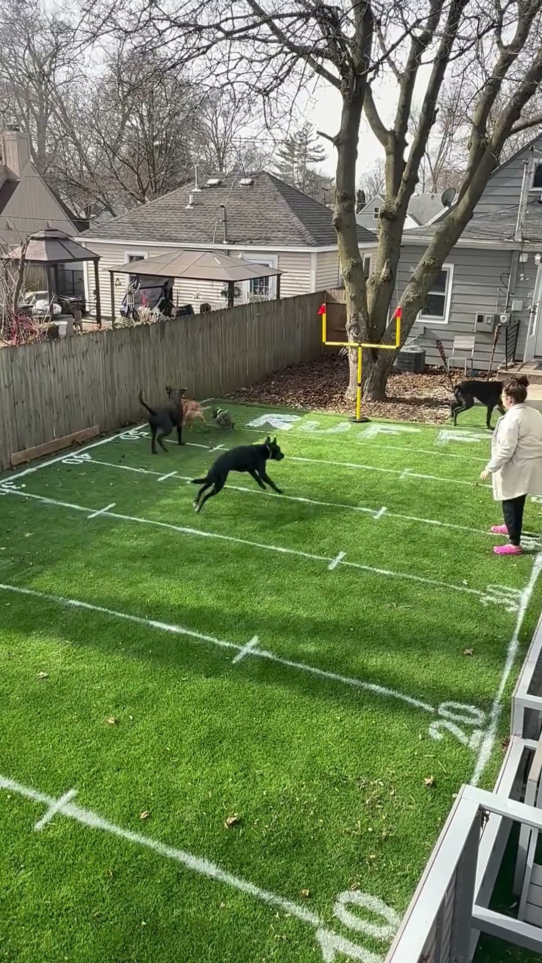 Backyard Puppy Bowl || ViralHog