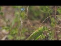 Great green bush-cricket trying to catch damselflies / Grünes Heupferd versucht Libellen zu fangen