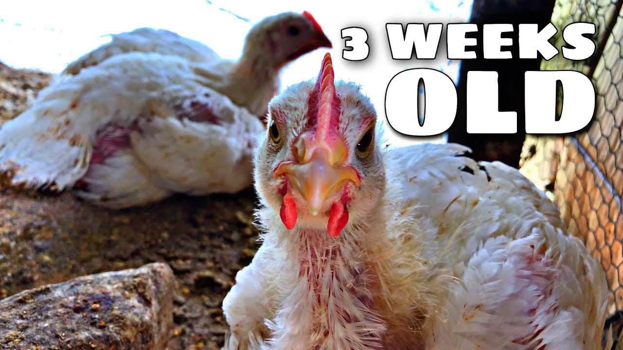 (My Broiler chickens just turned 3 weeks old let’s go check up on them ...
