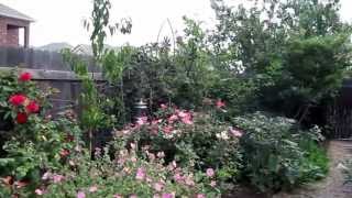 Xeriscape Plants in the landscape, designer Lisa LaPaso (Avery Ranch Garden Tour)