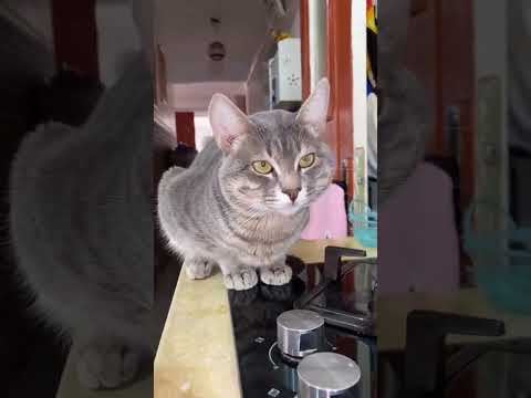 أبوني فضلا حبوباتي