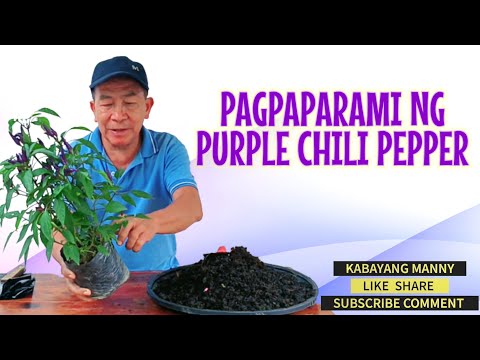 Video: Pagpaparami ng Binhi ng Canna - Paano Magpatubo ng Canna Lily Seeds