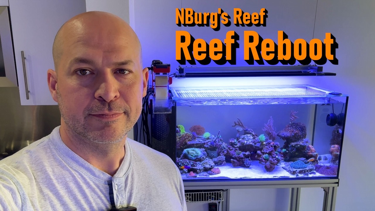 Fiji Cube 38g All In One Reef Tank Reboot!