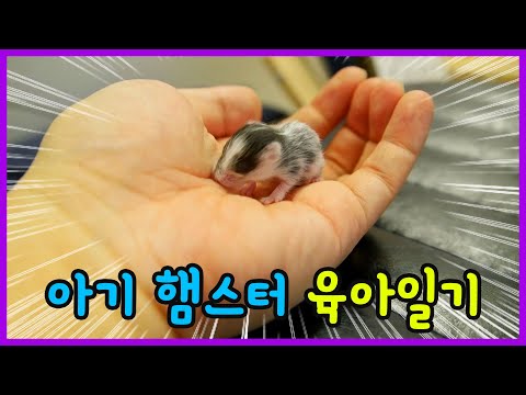 아기 햄스터들이 드디어 눈을 뜨나요? 손안에 쏙 들어오는 귀여운 골든 햄스터 육아일기 사육팁 브이로그 Hamster Baby Growing Up | 제이제이 패밀리-JJ fam