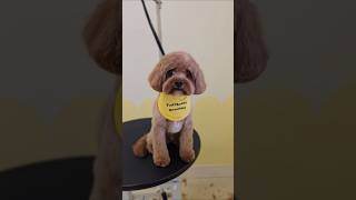 Bunny the Cavoodle gets a spa day! #dogs #grooming #dogcare #dog #puppy #cavoodle #cavapoo #doggroom