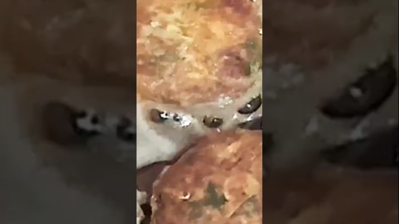 delicious shami kabab recipe/