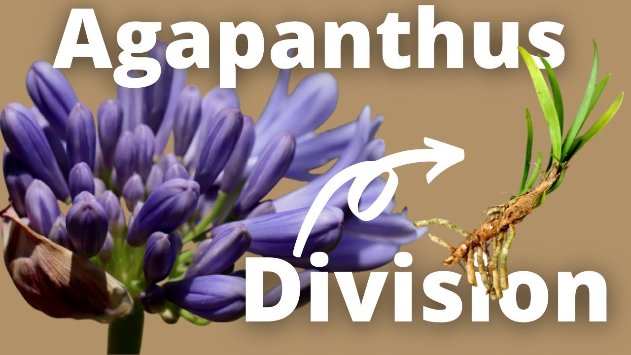 Agapanthus || How to Propagate and Multiply Agapanthus through Division for good income