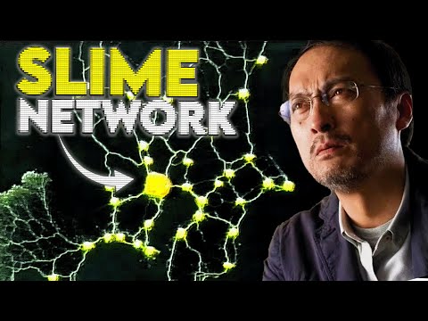 How a Slime Mold designed the Tokyo Railway System