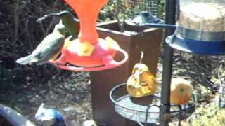 WSBC0009.AVI