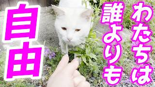 可愛すぎ注意！世界一自由な庭子猫の日常が尊すぎた！【三毛母猫の子猫】