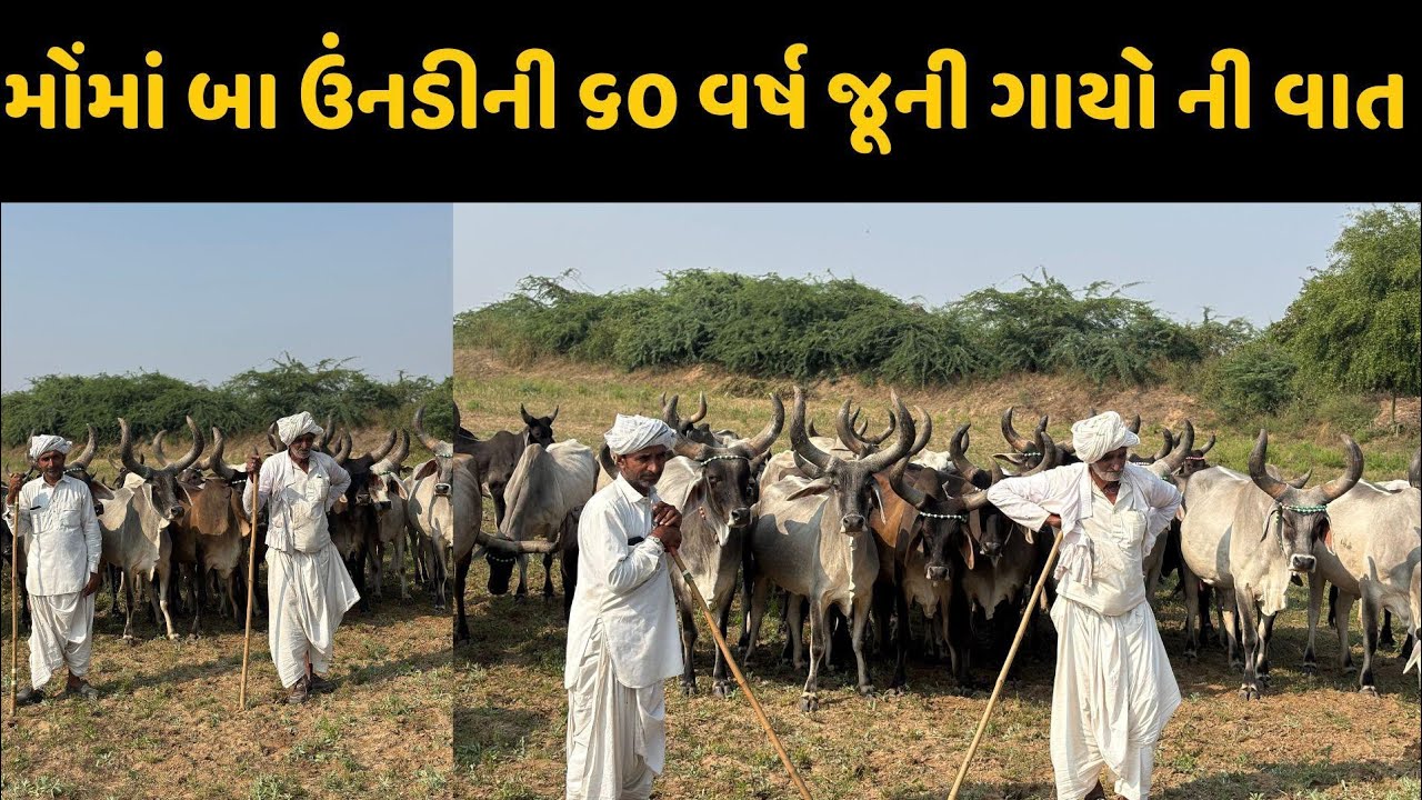 સુરત માંડવી ની જેલ ભોગવી🥺 ગોવાળ મુમાં બા ઉંનડી 🙏🏻 