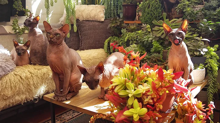Watch the video about Relaxing Cats Video 💞 Sphynx Family