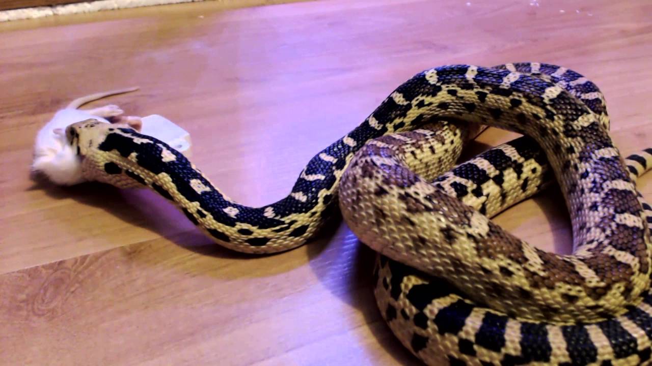petco hours Great Basin Gopher Snake Feeding Timelapse.