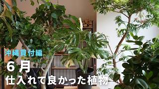 希少 ムサノノ 深みある葉色 一点物 沖縄育ち 大型観葉 Okinawa Buying Trip] Introducing the Best Houseplants I Acquired