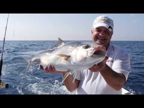 Traina col vivo ad Ischia (Tubertini)