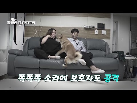 [선공개] “쪽쪽쪽” 소리에 물불 안가리고 공격하는 <strong>나쵸</strong>🐶 평소엔 얌전하더니 도대체 왜 그러는걸까😰? [개는 훌륭하다/Dogs Are Incredible] | KBS 방송