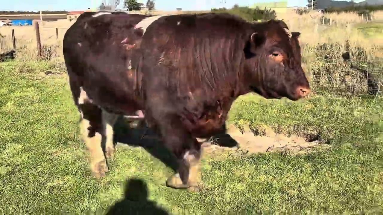 Northern Lights 2026 Shorthorn Bulls Lots 1-12