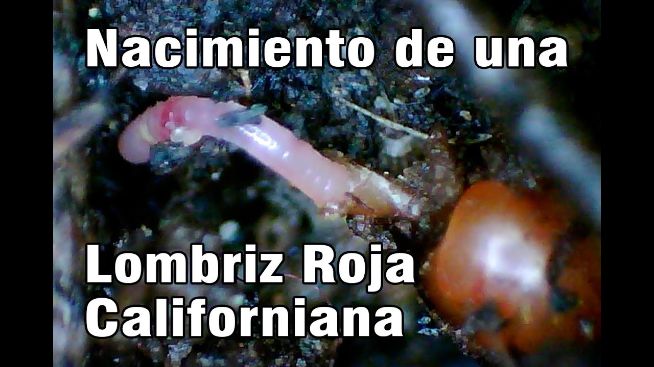 Nacimiento de una lombriz roja californiana