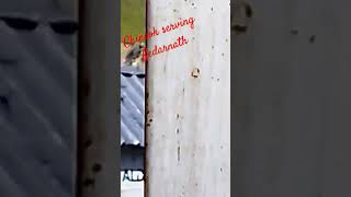 Chinook Helicopter, Kedarnath #chinook #trending #viral #kedarnath #shorts #helicopter #shortsvideo