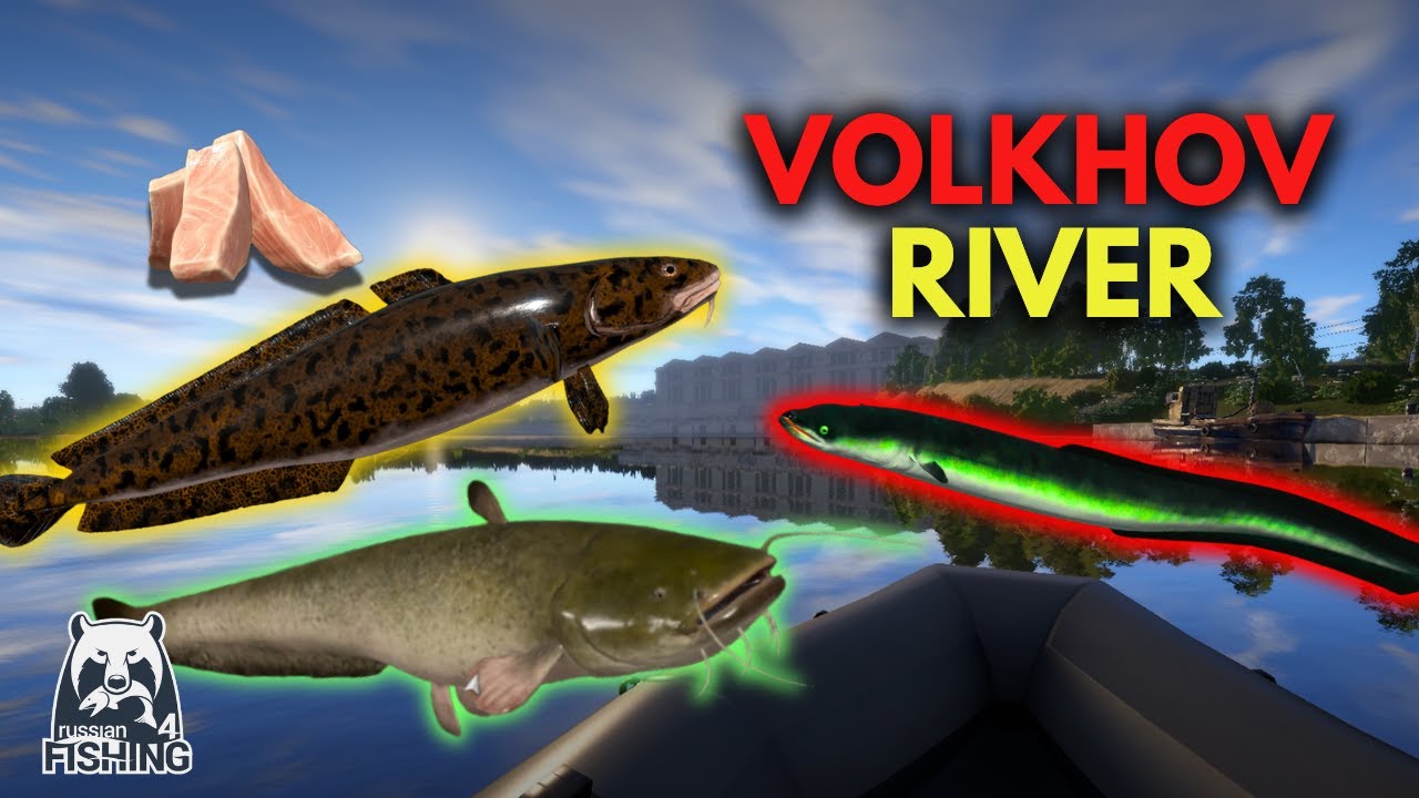 Volkhov River Catfish, Burbot and Eel | RF4 