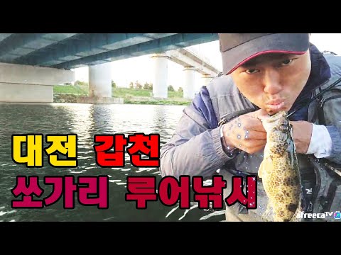 [워러]의 쏘가리 루어낚시 -바람불어 찾아간 대전갑천 마릿수!