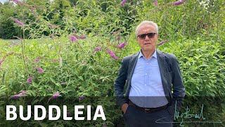 Buddleia, la più importante pianta per gli occhi